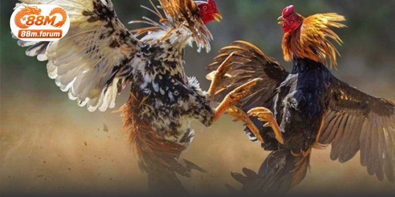 Không gian theo dõi trận đấu được thiết kế trực quan