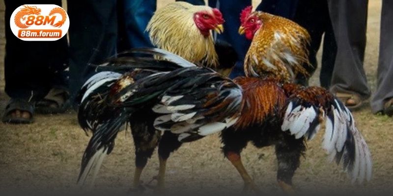 Hình ảnh rõ nét giúp dễ quan sát từng diễn biến
