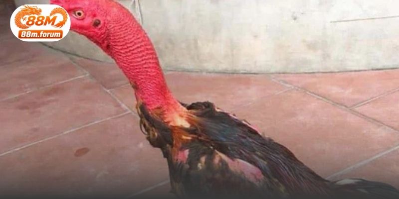 Đặc điểm ngoại hình và màu lông giúp nhận diện những cá thể gà chọi xám đặc trưng