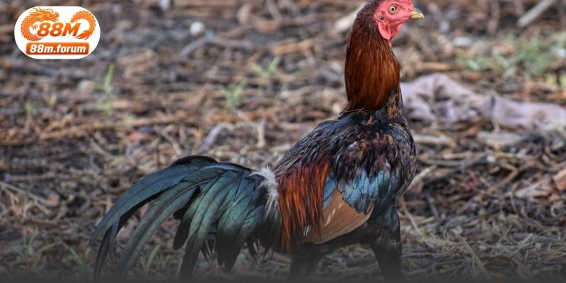 Theo dõi ngoại hình và hoạt động thường xuyên giúp nhận biết những thay đổi của gà