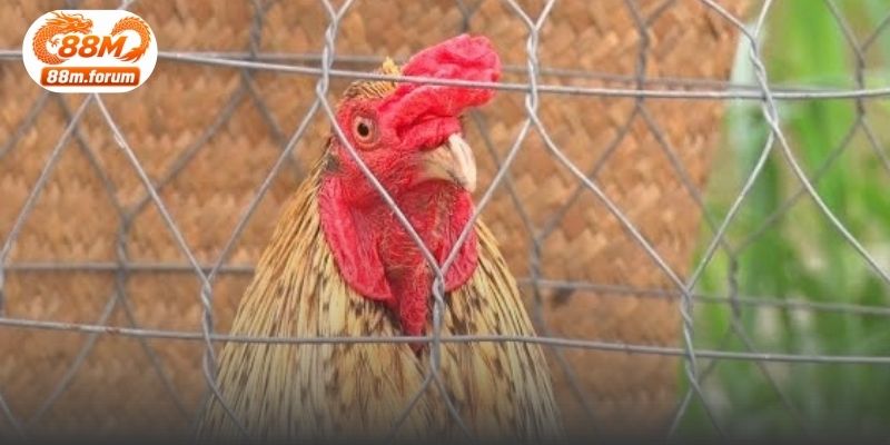 Bộ lông xám pha vàng tạo nên dấu hiệu nhận biết nổi bật của dòng gà này